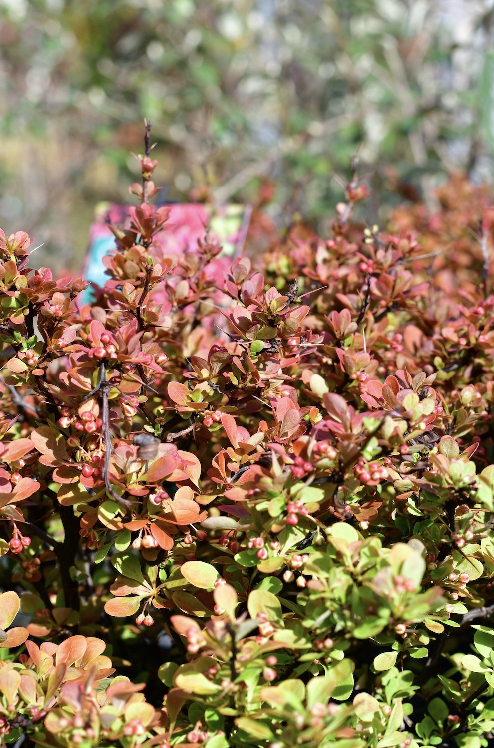 Eine Berberitze mit rötlichem Laub.