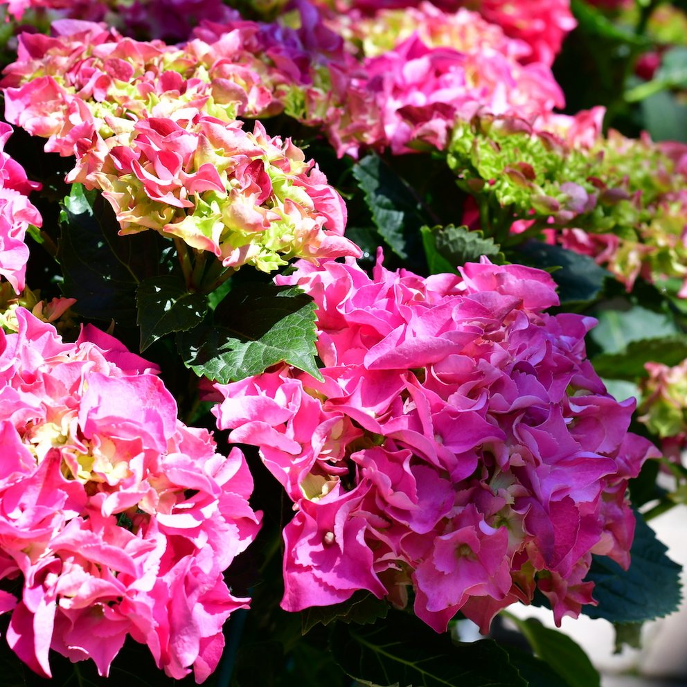 Pinke Blüten und das dunkele Laub einer Hortensie.