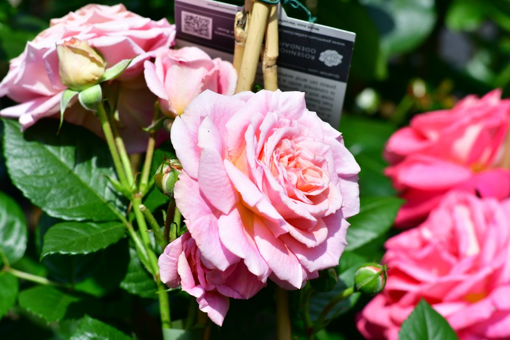 4 Rosen in zartem und kräftigem Rosa umgeben von grünen Blättern