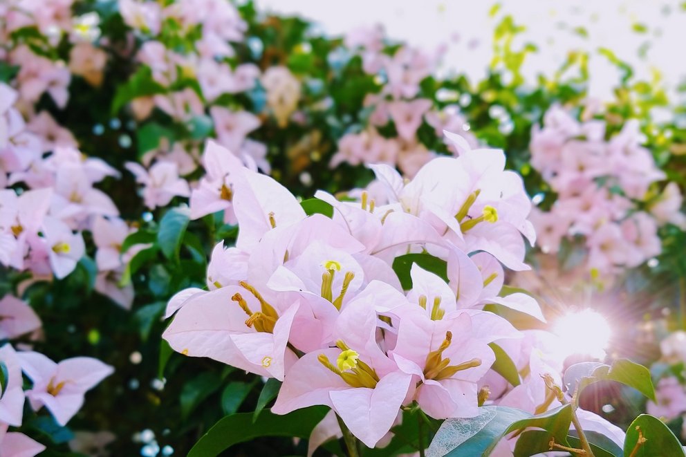 Bougainvillea