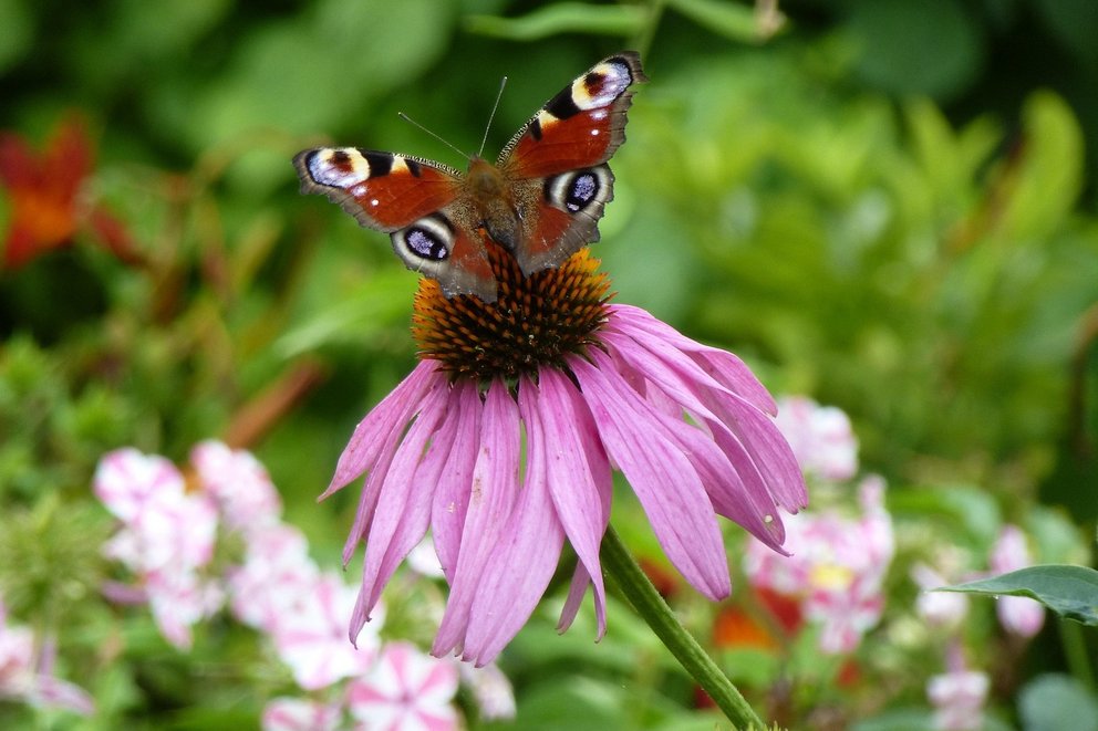 Ein Purpur Sonnenhut mit einem Schmetterling darauf. Im Hintergrund sieht man unscharf weitere Pflanzen.