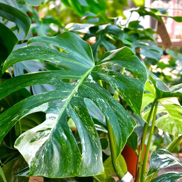 Das schön gemusterte Blatt einer Monstera deliciosa variegata.