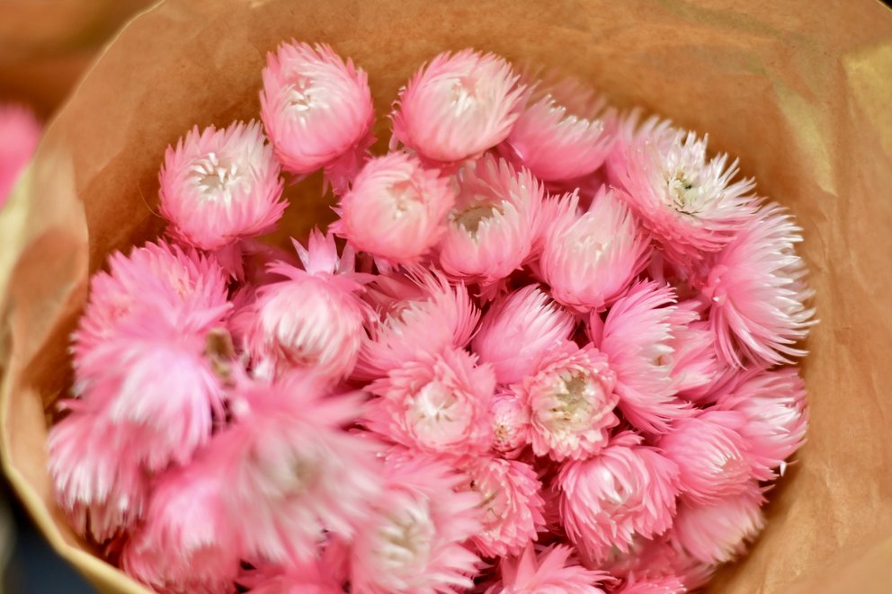 Trockenblumen pink