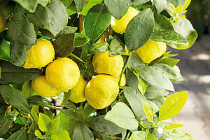 Zitronenbaum