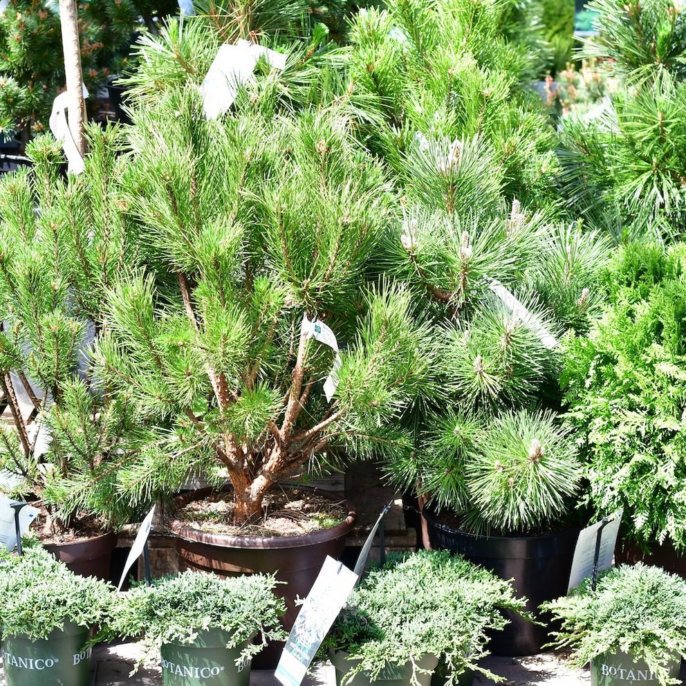 Ein grüner Nadelbaum in der Baumschule des Gartencenters