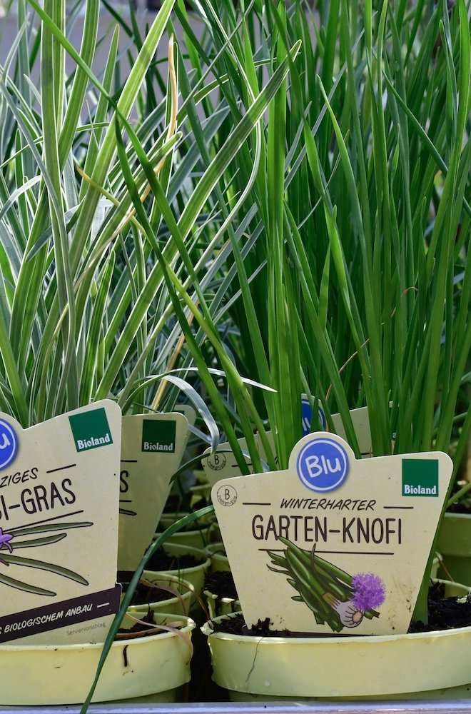 Knobi-Gras Kräuter im Topf