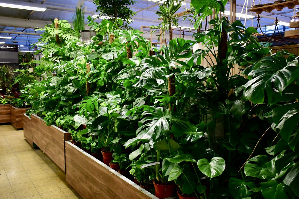 Verkaufstische bestückt mit zahlreichen Monsterapflanzen.