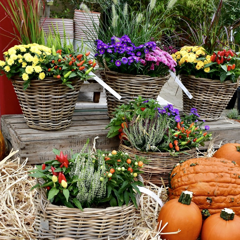 Bepflanzte Blumenschalen
