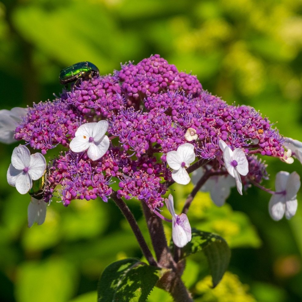 Die Blüten einer Tellerhortensie.