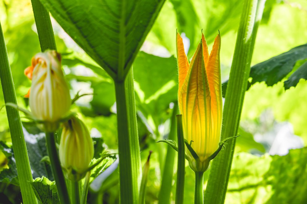 Zuccinipflanze mit Blüte