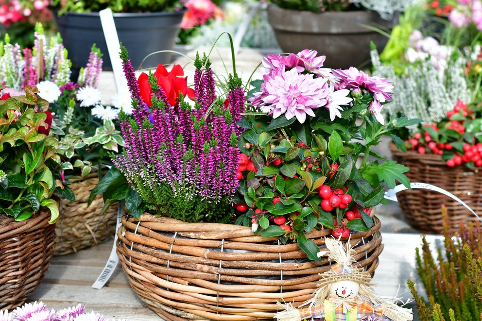 Mehrere herbstlich bepflanzte Körbe. In Fokus steht ein Korb mit Knospenheide, Chrysanthemen und roten Alpenveilchen.