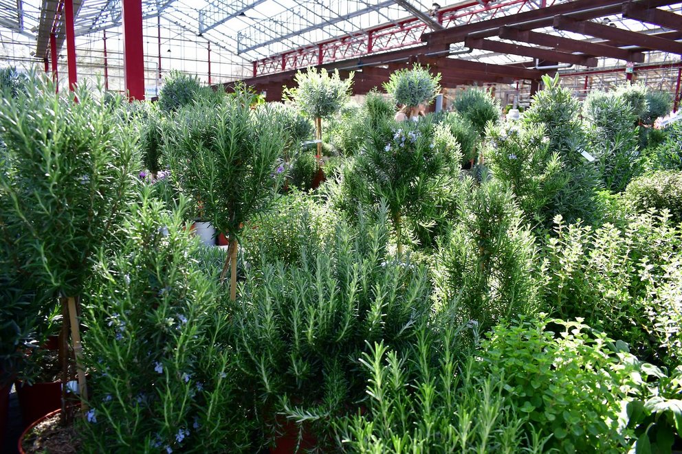 Rosmarin Kräuter im Topf