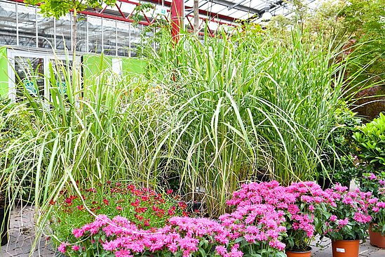 Hohe Gräser, vor denen Großstauden stehen.