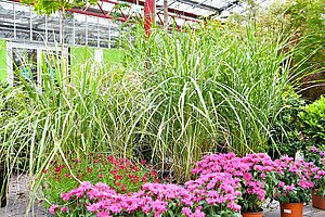 Hohe Gräser, vor denen Großstauden stehen.