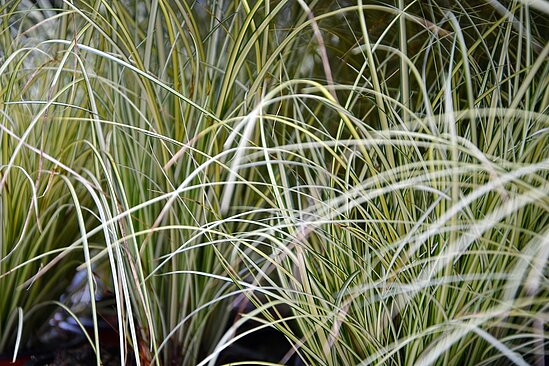 Nahaufnahme von hellen Gräsern.