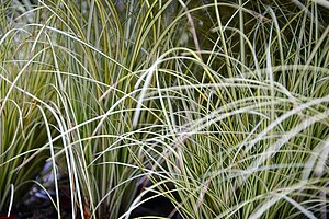 Nahaufnahme von hellen Gräsern.