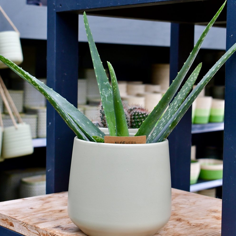 Übertopf in einem braungrün mit Pflanze drin