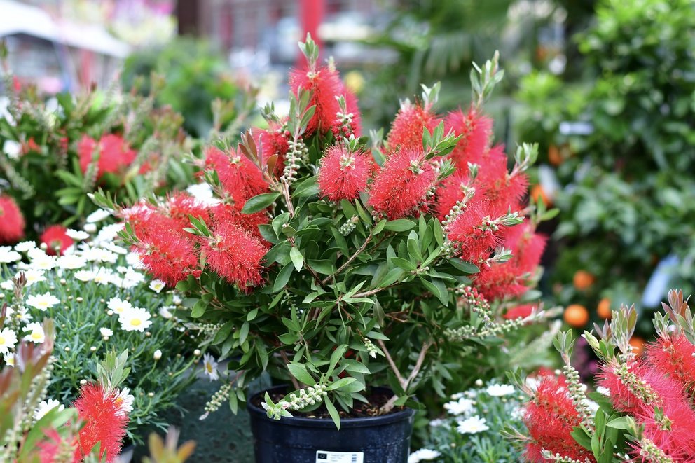 Große Kübelpflanze mit roten Blüten
