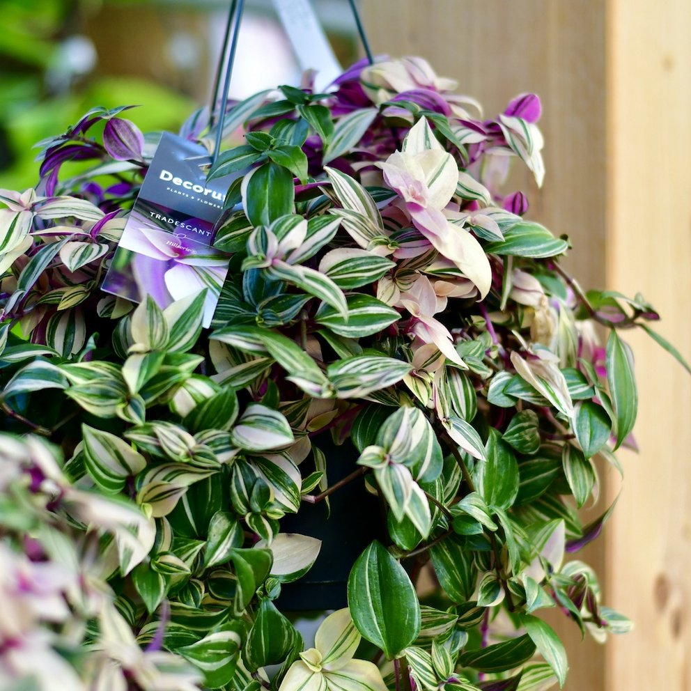 Eine Tradescantia quadricolo als Hängepflanze vor einem Holzbalken