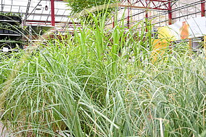 Man sieht Gräser die in einem Gartencenter stehen.