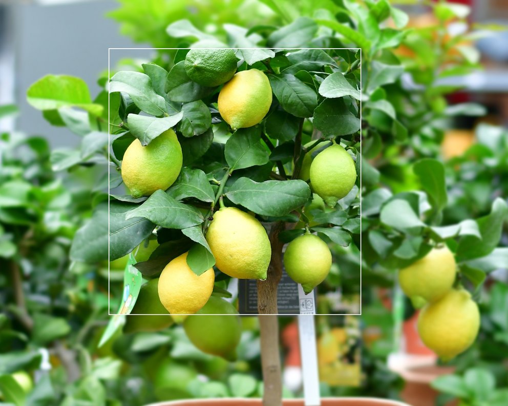Große Zitruspflanze mit grünen Blättern und vielen Früchten in Tontopf