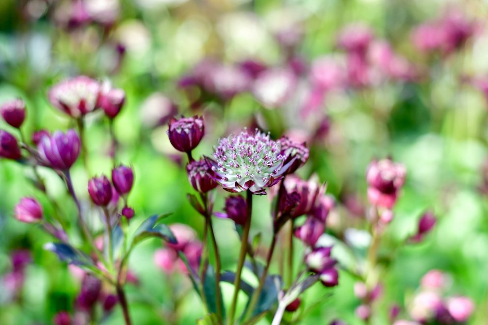 Zahlreiche rot weiße Blüten einer großen Sterndolde. Im Hintergrund sieht man unscharf weitere Blüten und Pflanzen.