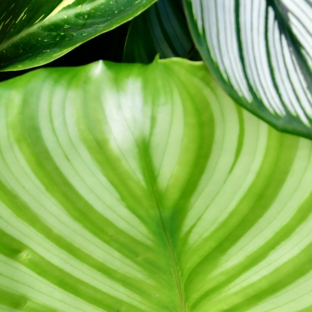 Nahaufnahme einer hellgrünen Grünpflanze