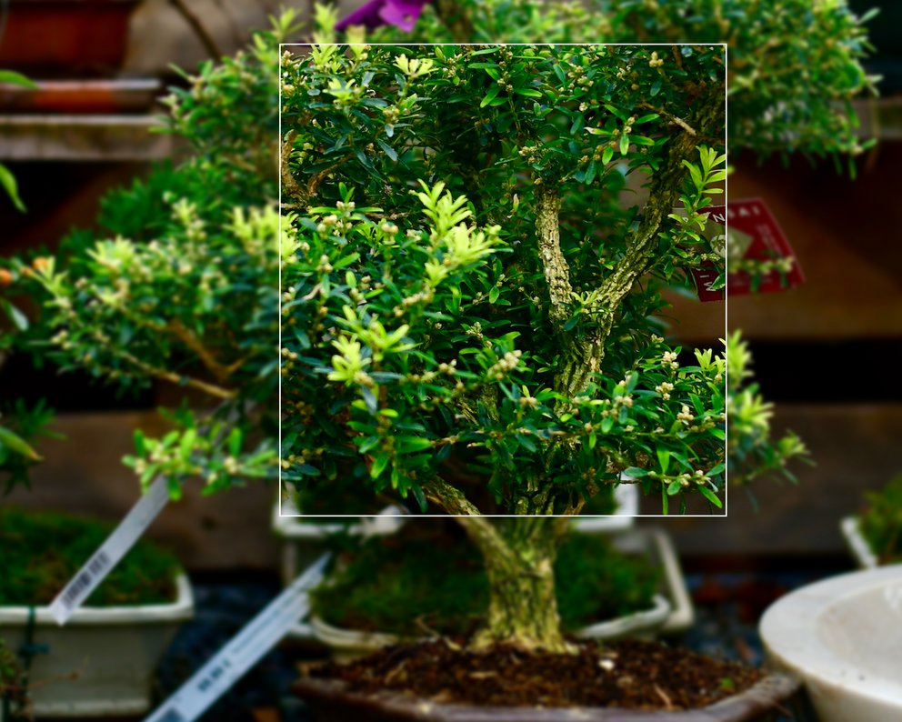 Kleiner Outdoor-Bonsai in eckigem Topf