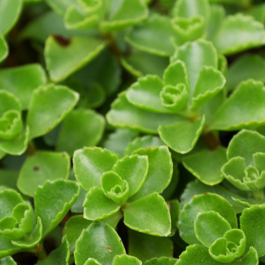 Grünes Laub eines Bodendeckers.