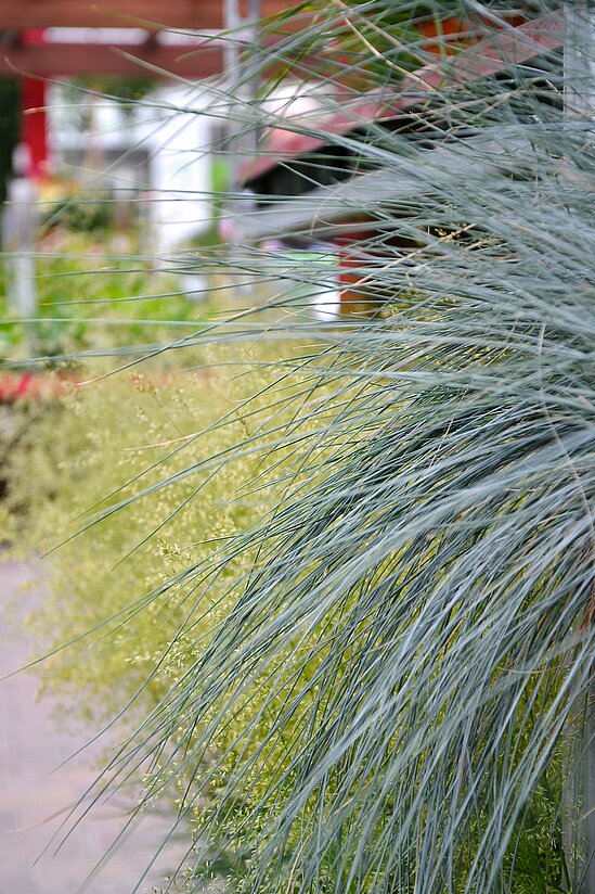 Nahaufnahme von verschiedenen Gräsersorten.