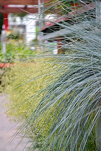 Nahaufnahme von verschiedenen Gräsersorten.