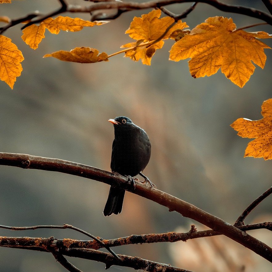 Schwarzer Vogel sitzt auf einem Ast, umrandet von orangenen Herbstblättern