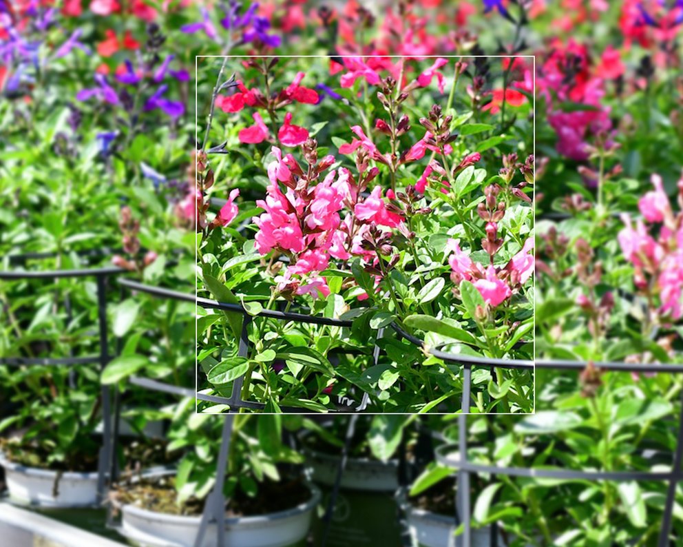 Zahlreiche Salbeipflanzen mit pinken, roten und lilafarbenen Blüten auf dem Verkaufstisch in einem Gartencenter.
