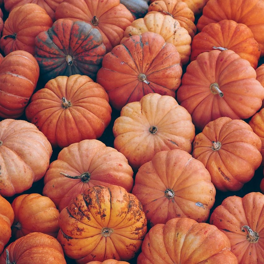 Viele verschiedene Kürbisse in orange