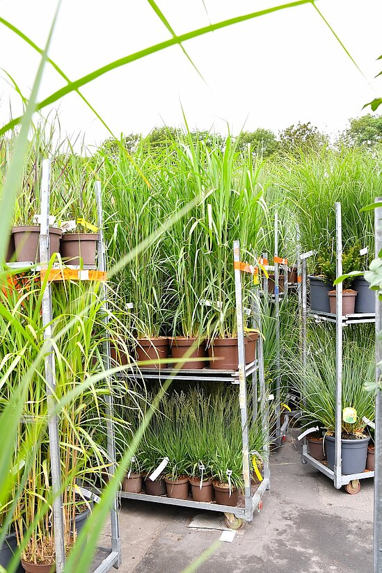 Verschiedene Gräser die auf sogenannten CC Karren verladen sind.