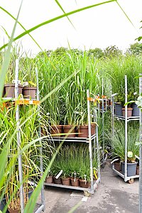 Verschiedene Gräser die auf sogenannten CC Karren verladen sind.