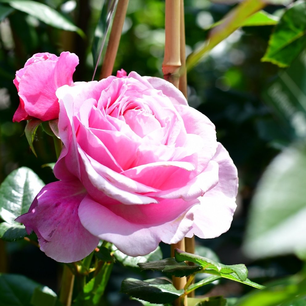 pinke Rosenblüte umgeben von grünen Blättern