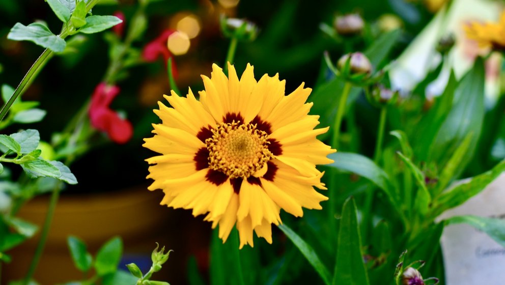 Die gelbe Blüte mit roter Mitte eines Mädchenauges.