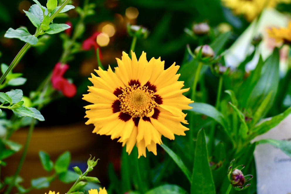 Die gelbe Blüte mit roter Mitte eines Mädchenauges.