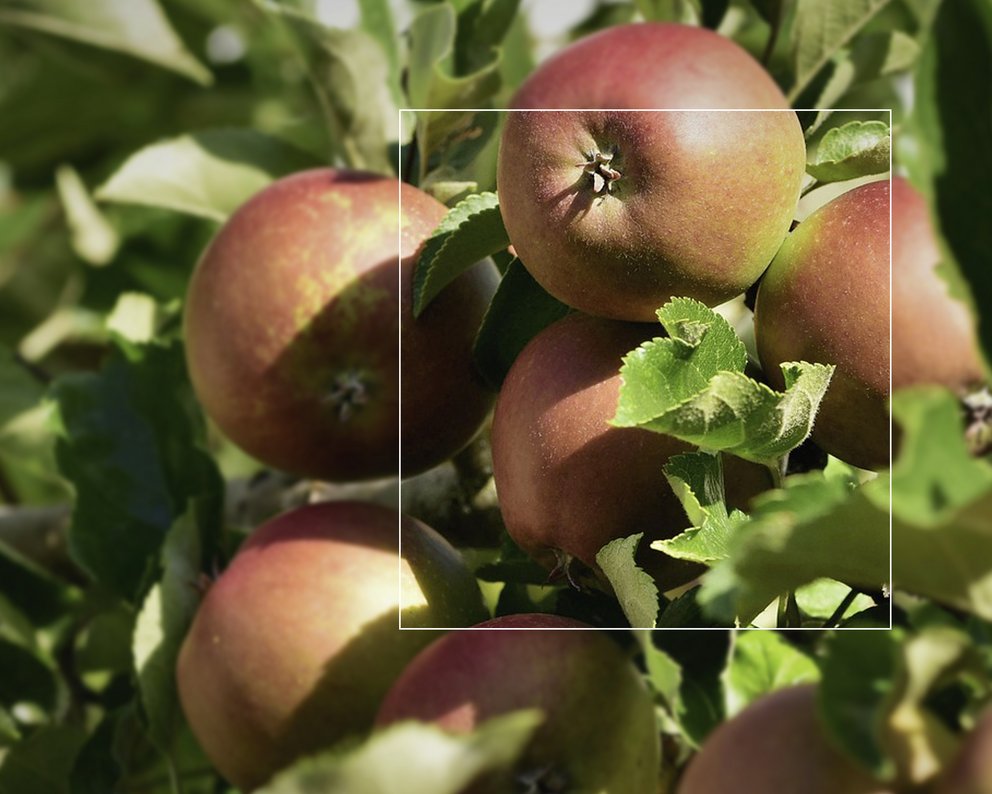 Viele rote Äpfel an einem Apfelbaum umgeben von grünen Blättern