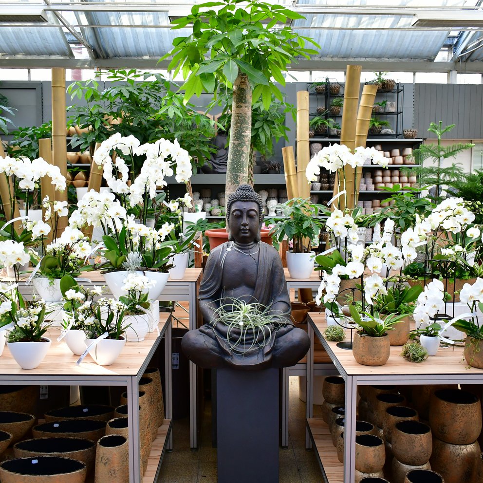 Zahlreiche weiße Orchideen auf Verkuaufstischen in einem Gartencenter.