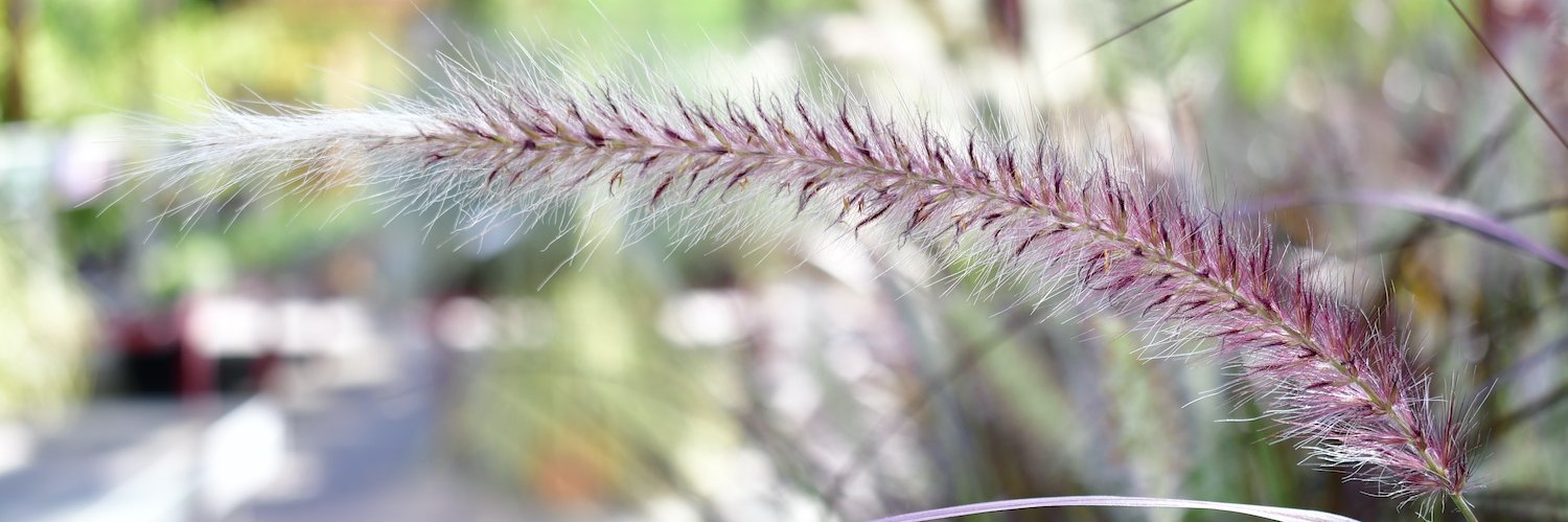Die Blütenrispe eines Grases. Im Hintergrund sind weitere Pflanzen zu erkennen.