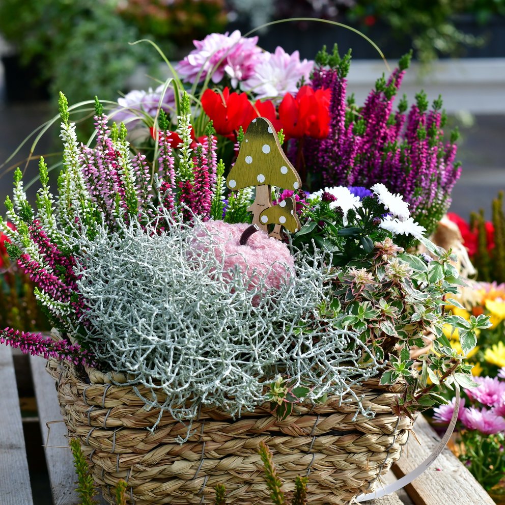 Ein herbstlich bepflanzter Korb. Man sieht Pflanzen wie Stacheldraht, bunte Knospenheide, rote Alpenveilchen und weiße Chrysanthemen. Rechts im Hintergrund erkennt man weitere Chrysanthemen und Heide.
