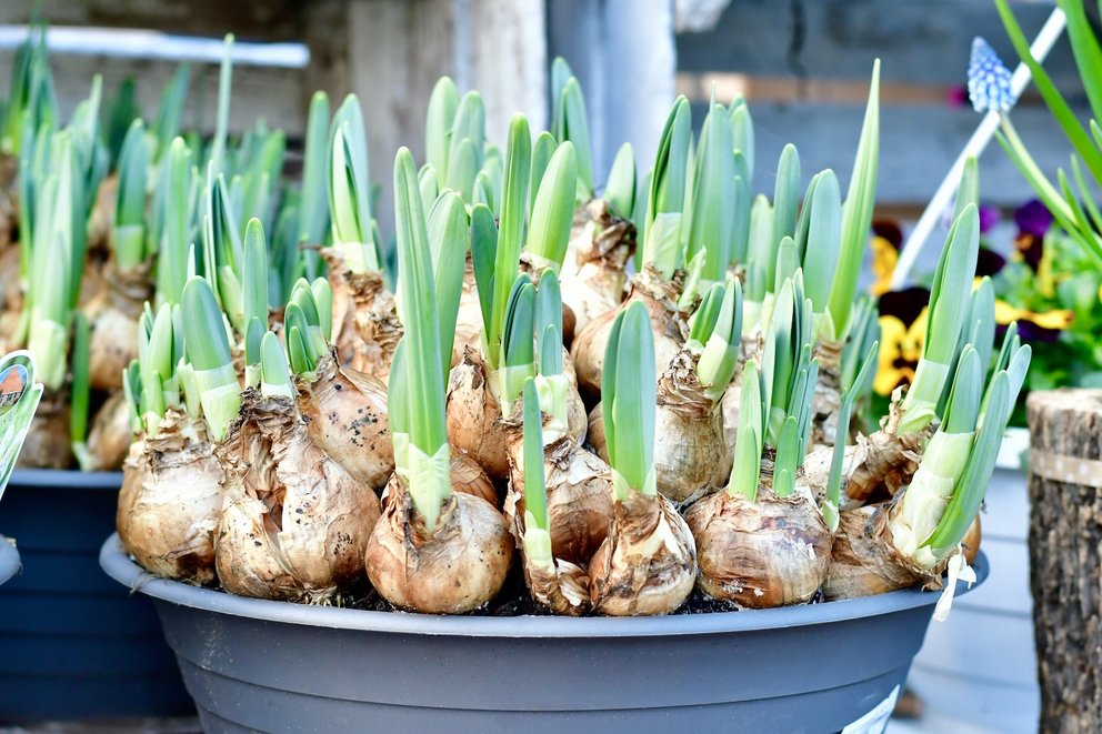 Frühblüher Zwiebeln im Topf