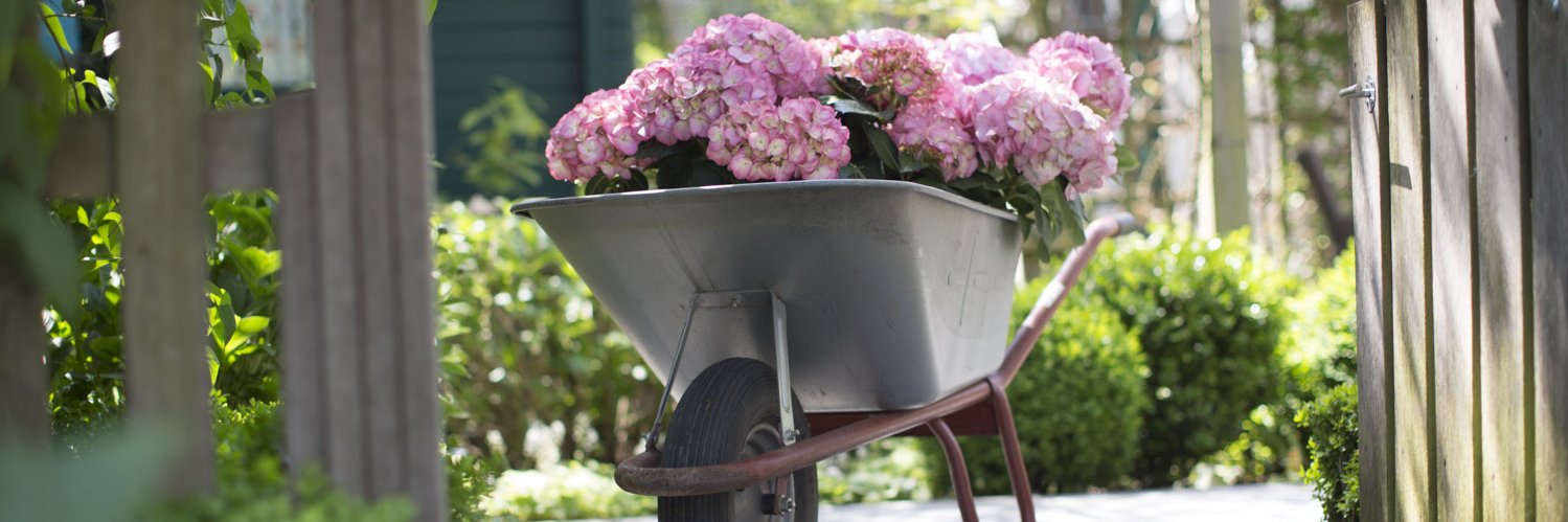 Ein Strauch voller Hortensien in einer Schubkarre.