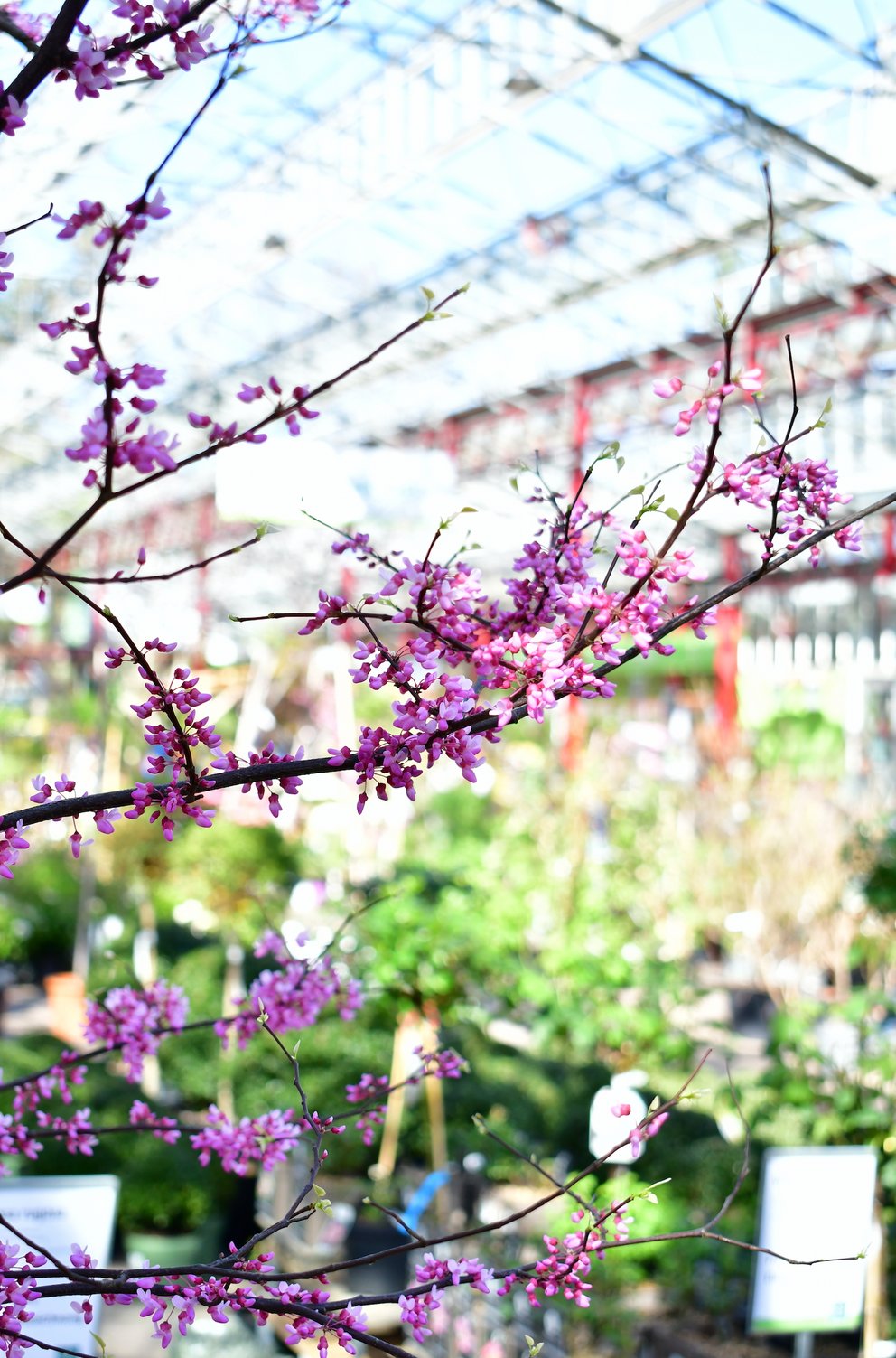Einige Äste eines Judasbaumes mit pinker bzw. rosafarbener Blüte. Im Hintergrund stehen weitere Pflanzen.
