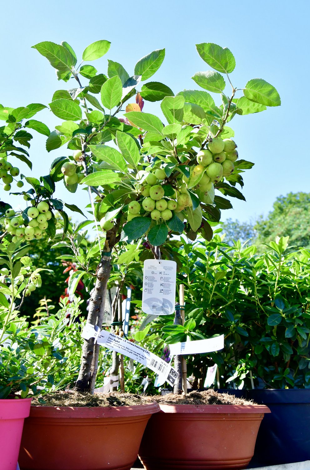 Ein Zierapfelbaum mit zahlreichen grünen Früchten umgeben von anderen Pflanzen.