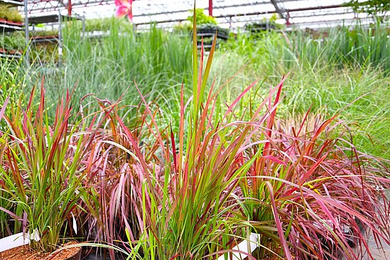 Viele Gräser in diversen Farben