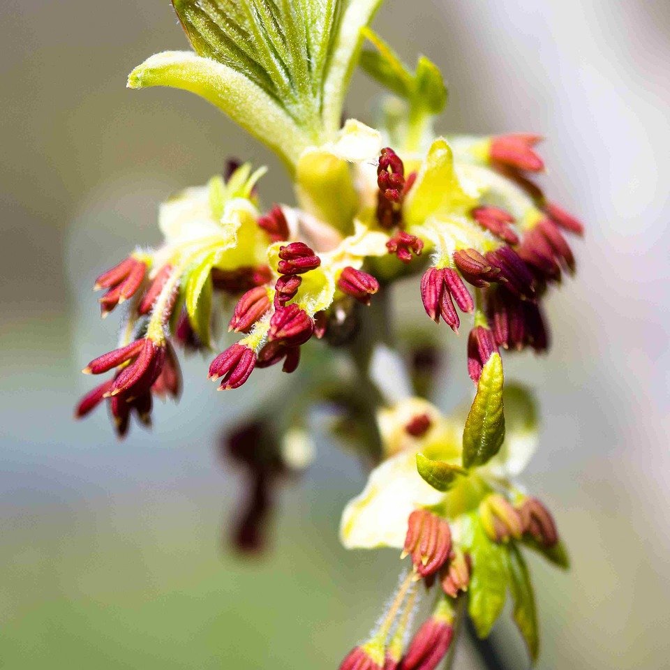 Eisenholzbaum mit roter Blüte