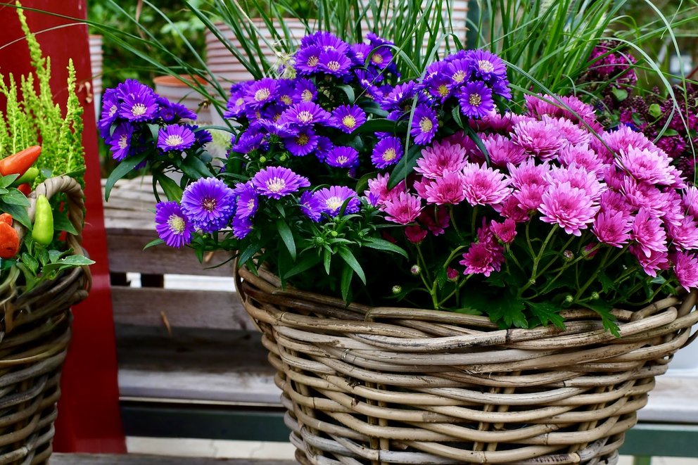 Bepflanzter Blumenkorb